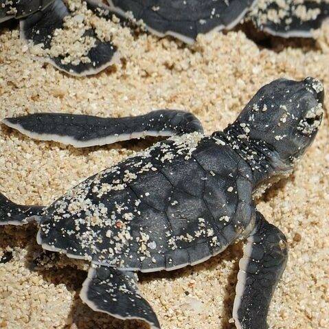 a baby sea turtle covered in sand on a beach