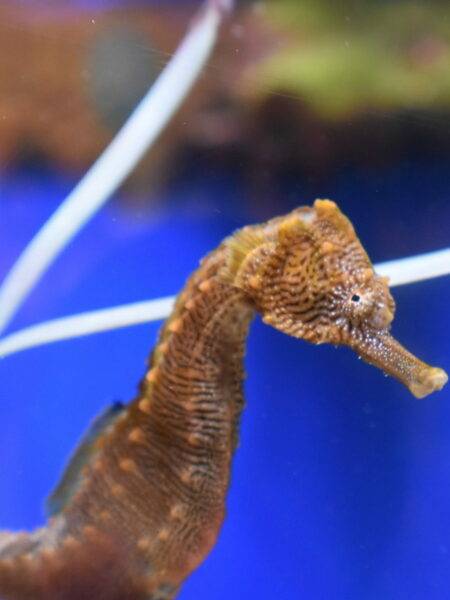 A seahorse in an aquarium