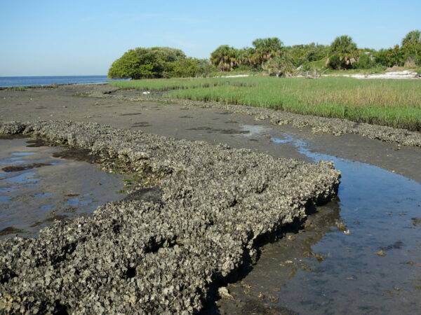 17. Years later the oyster reefs have become colonized with healthy oysters and community planting events have established a salt marsh community