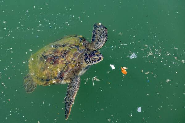The loggerhead turtle swims in the wastes at sea. Marine pollution is a big problem for ocean creatures