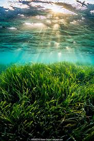 seagrass background