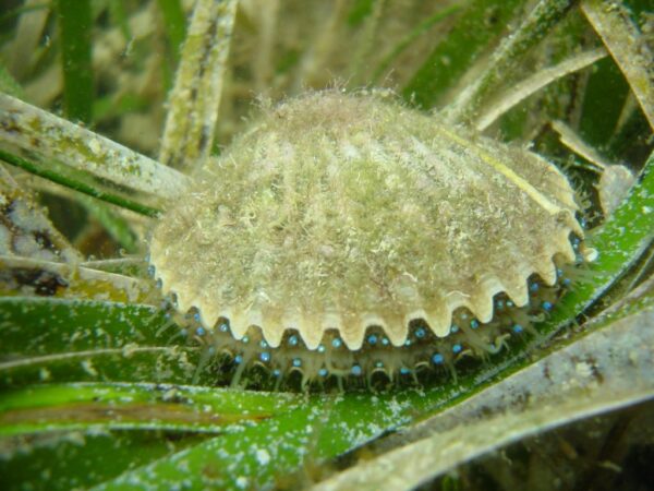 scallop-in-grass-underwater-1024x768